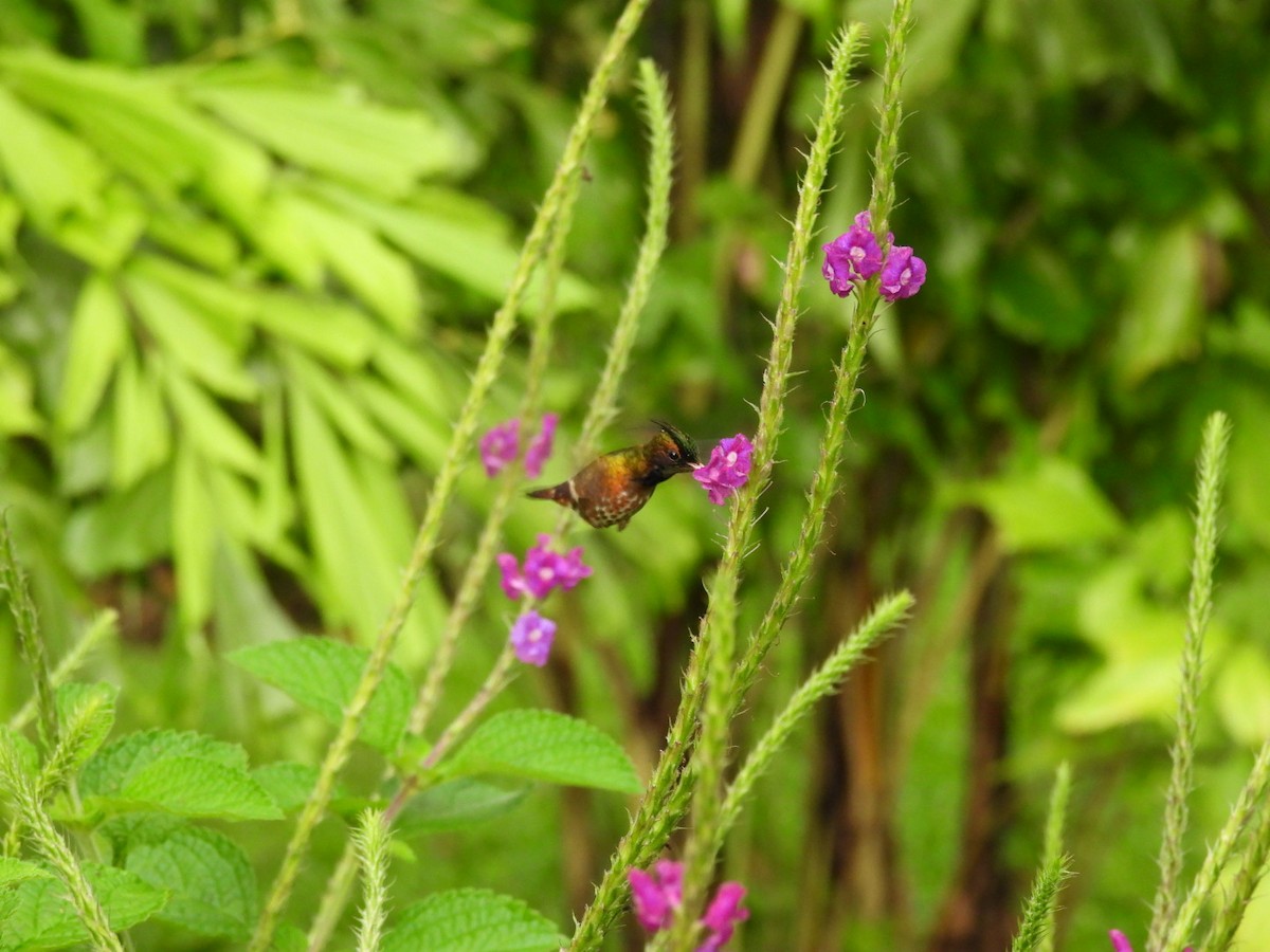 Black-crested Coquette - ML620790790