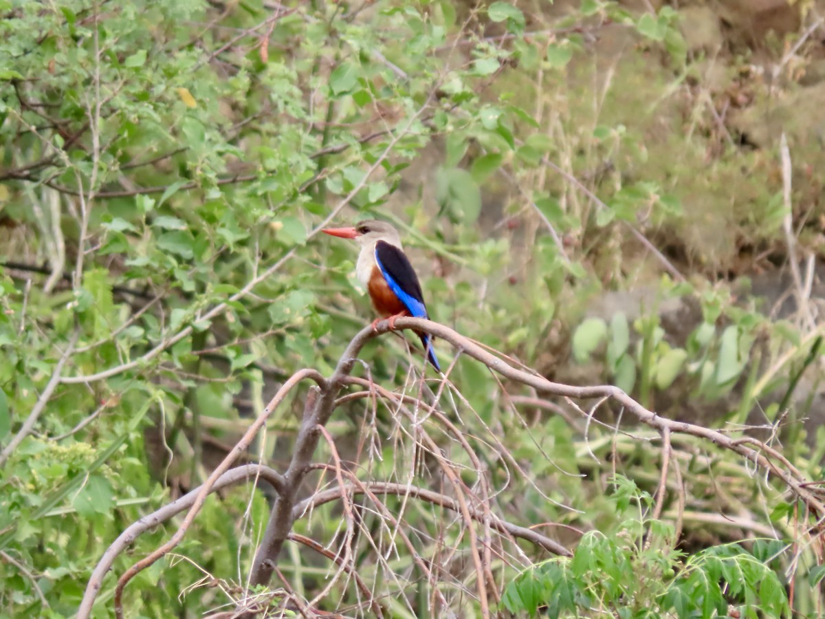 Gray-headed Kingfisher - ML620790792