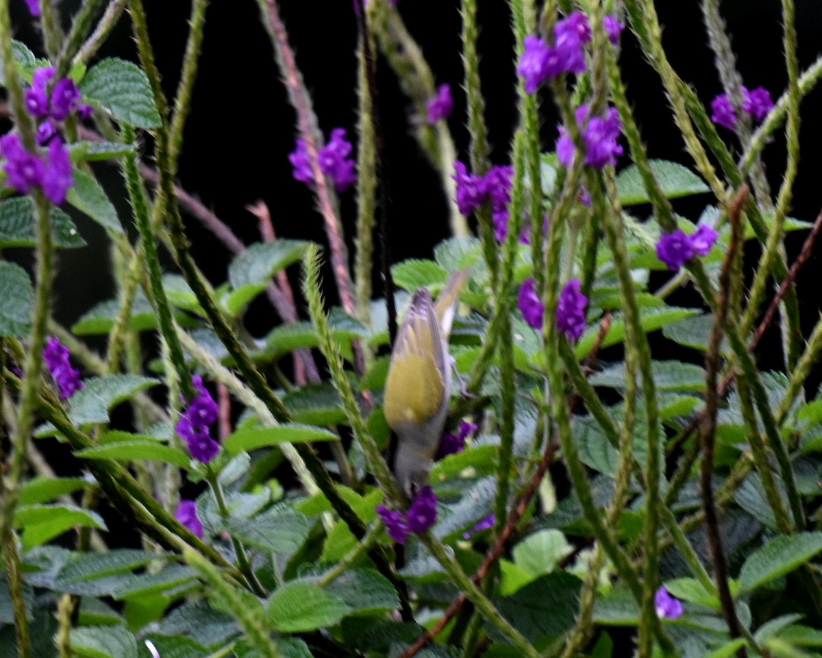 Tennessee Warbler - ML620790799