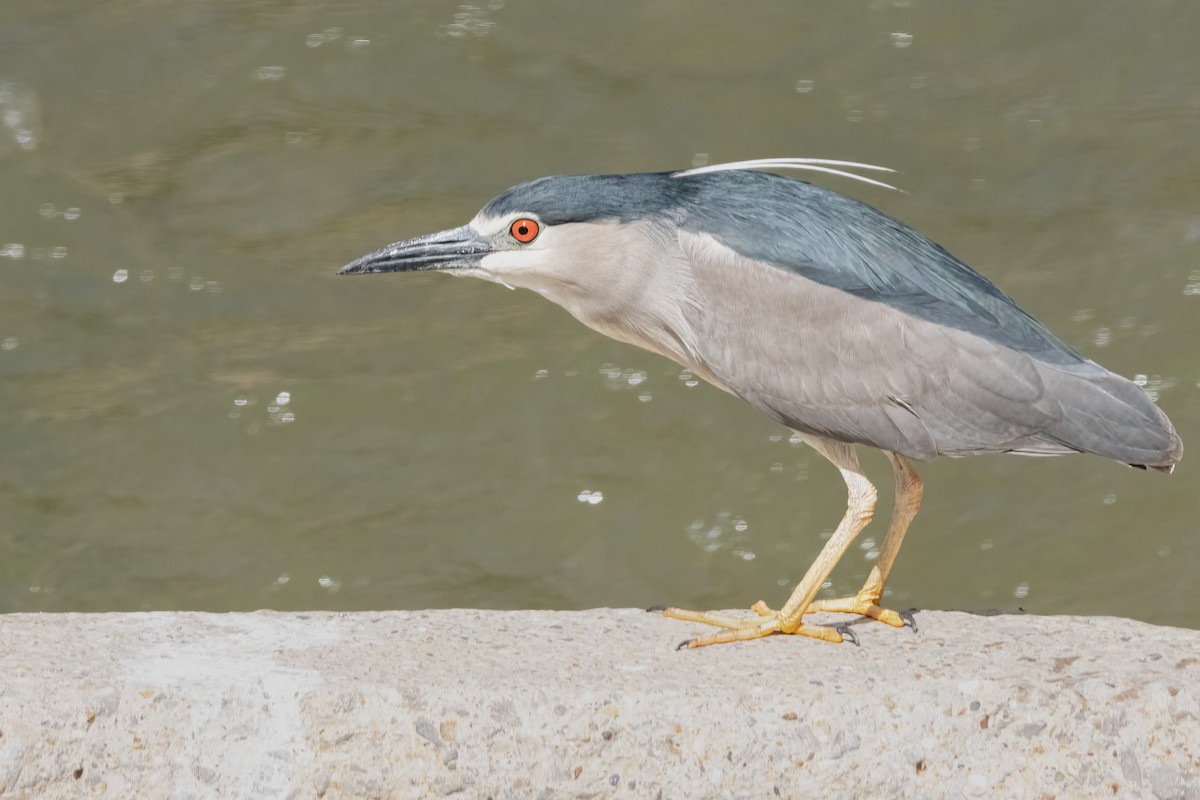 Black-crowned Night Heron - ML620790800