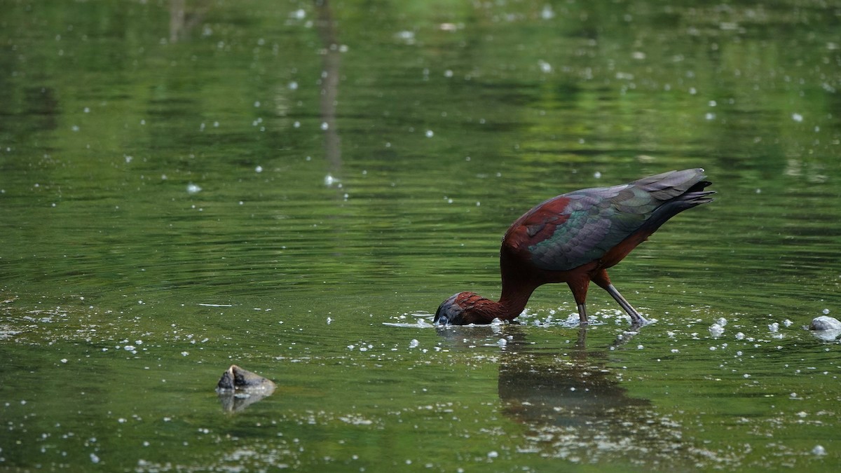 Glossy Ibis - ML620790807