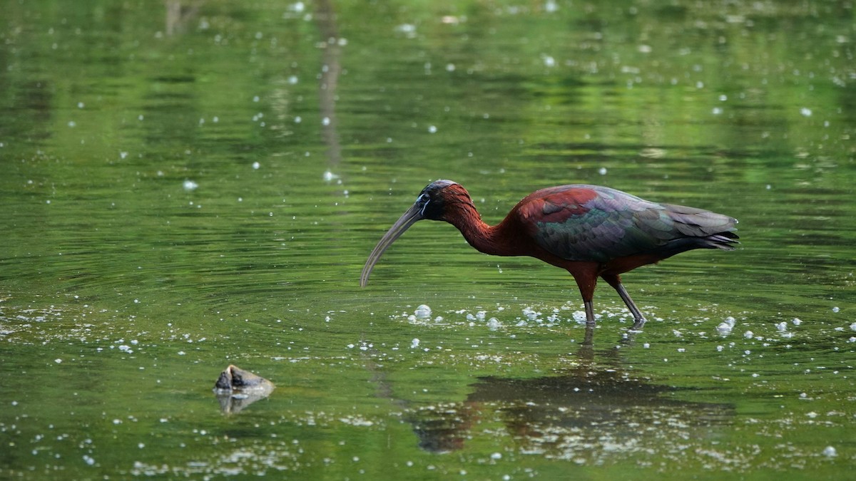 Glossy Ibis - ML620790810