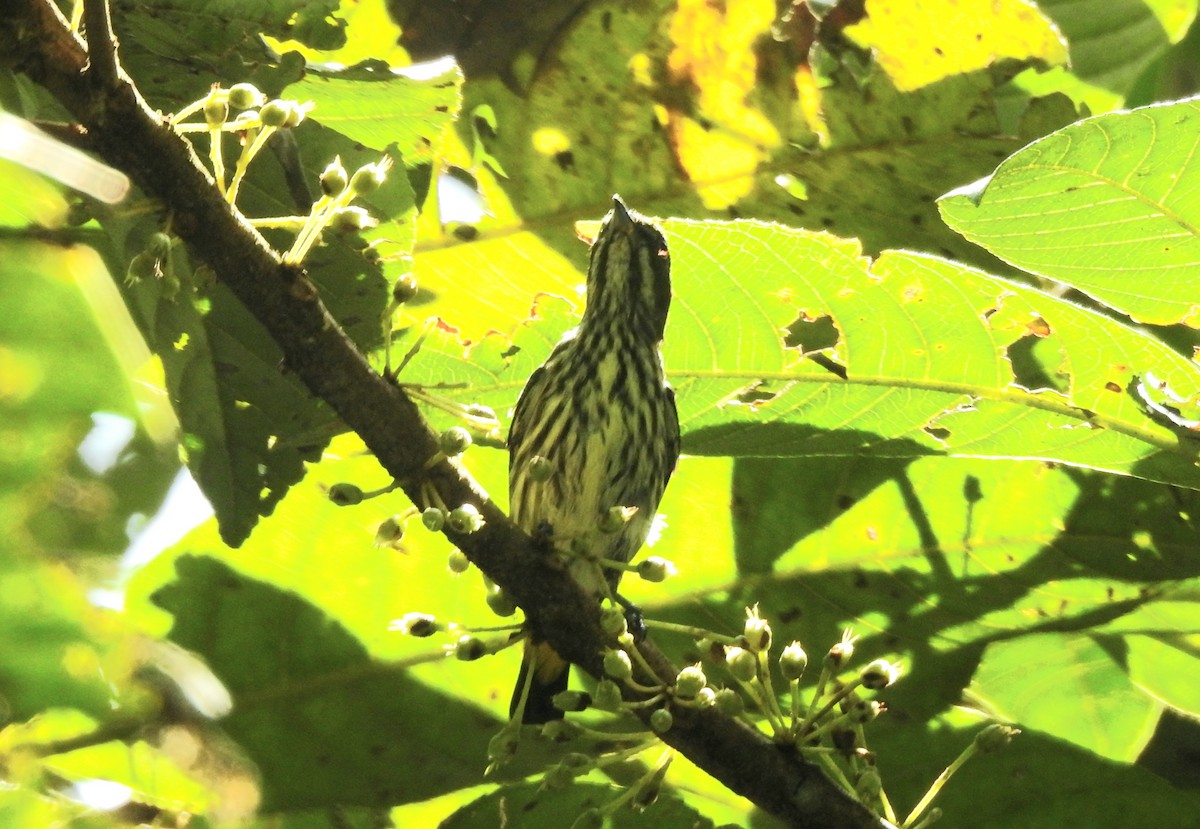 Yellow-vented Flowerpecker - ML620790813