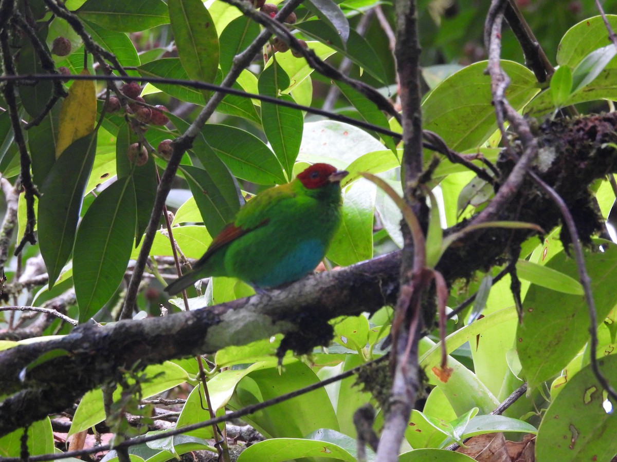 Rufous-winged Tanager - ML620790823