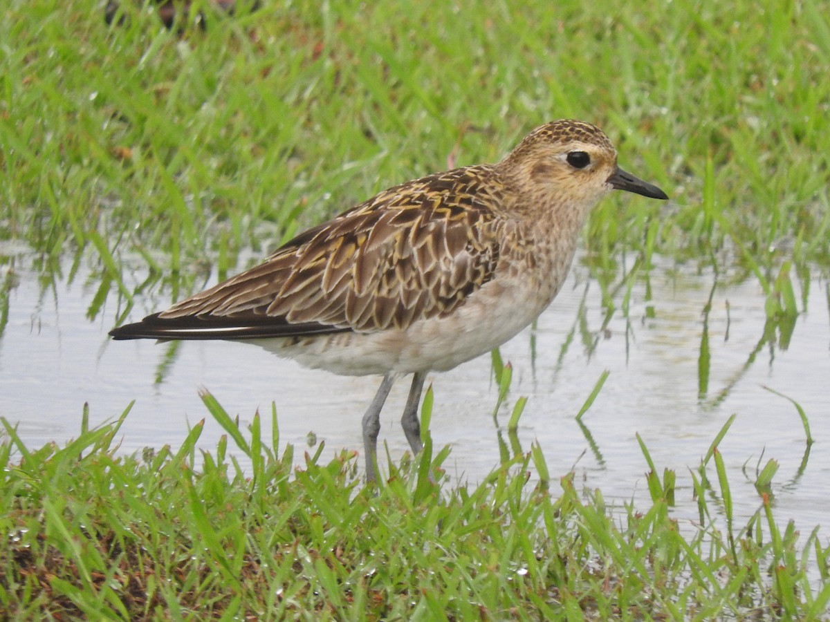 Chorlito Dorado Siberiano - ML620790831