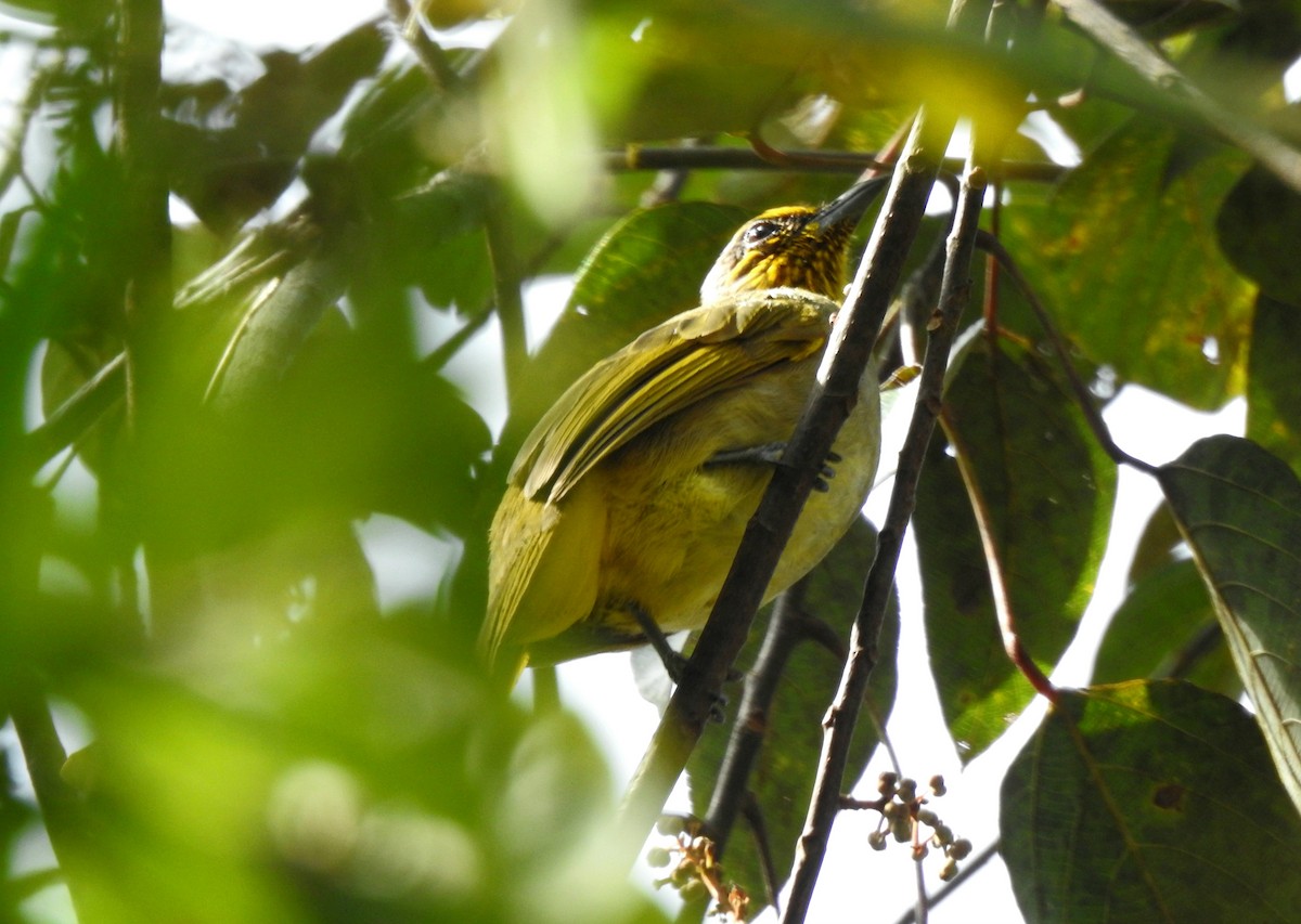 Bulbul de Finlayson - ML620790837