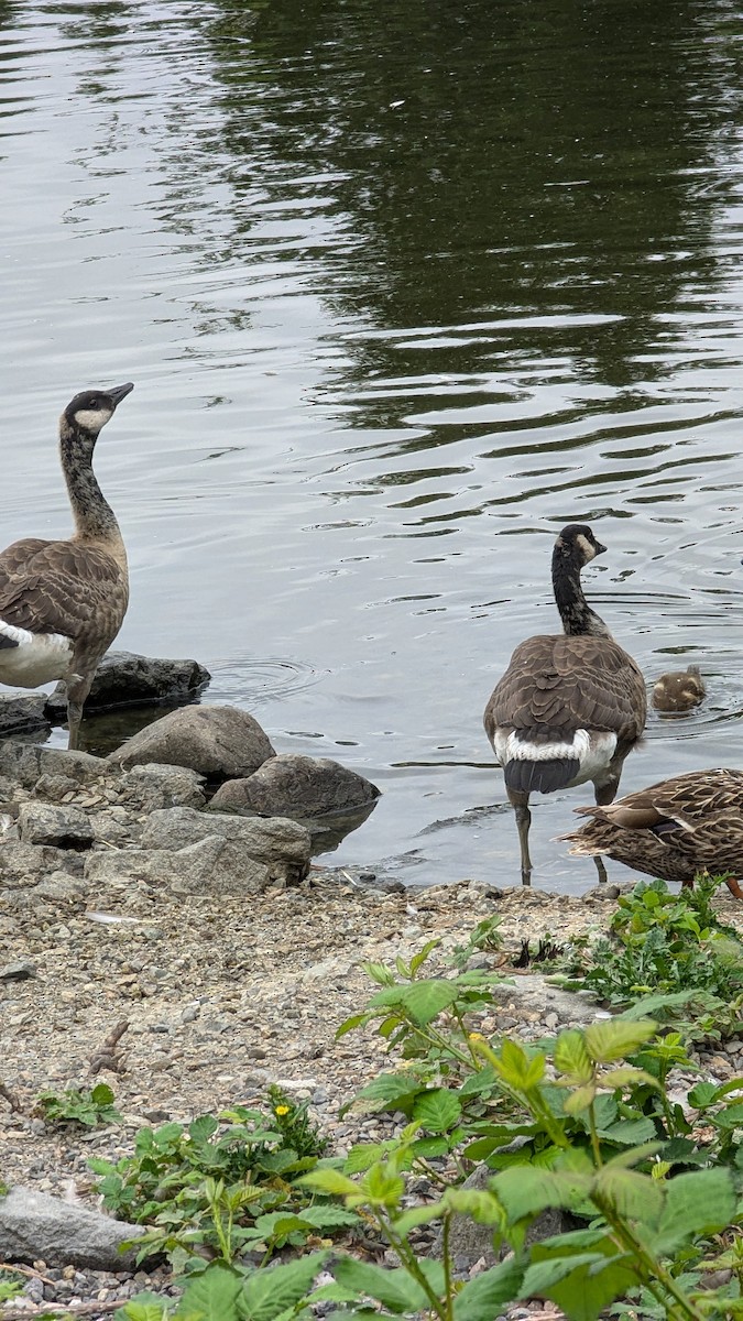 Canada Goose - ML620790846