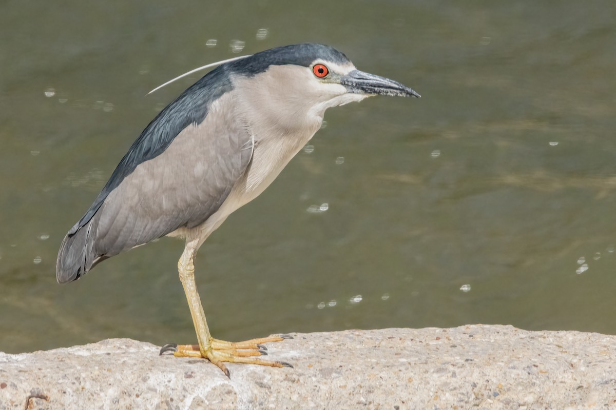 Black-crowned Night Heron - ML620790847