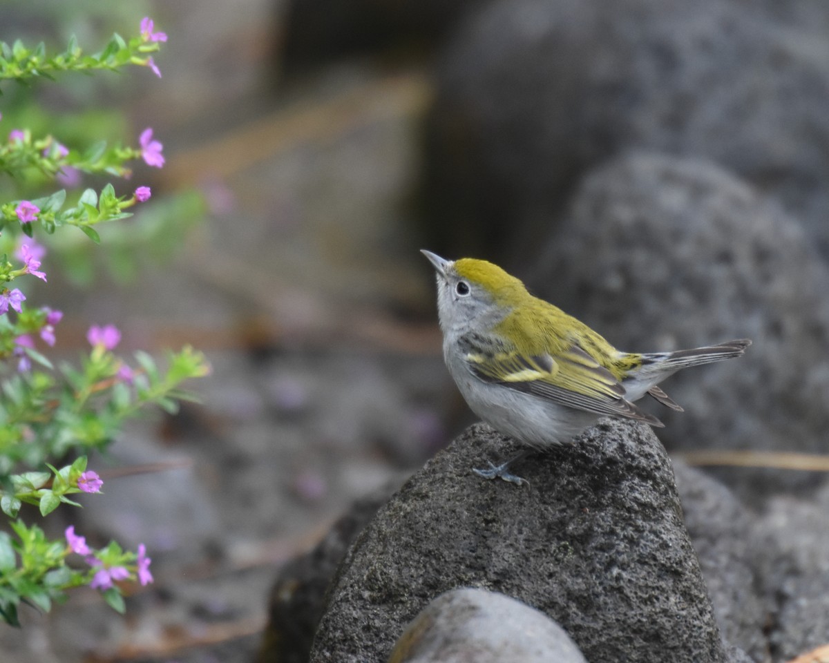 Chestnut-sided Warbler - ML620790859