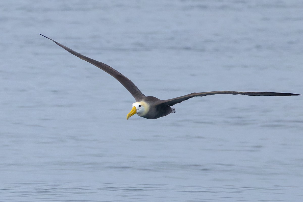 Waved Albatross - ML620790860