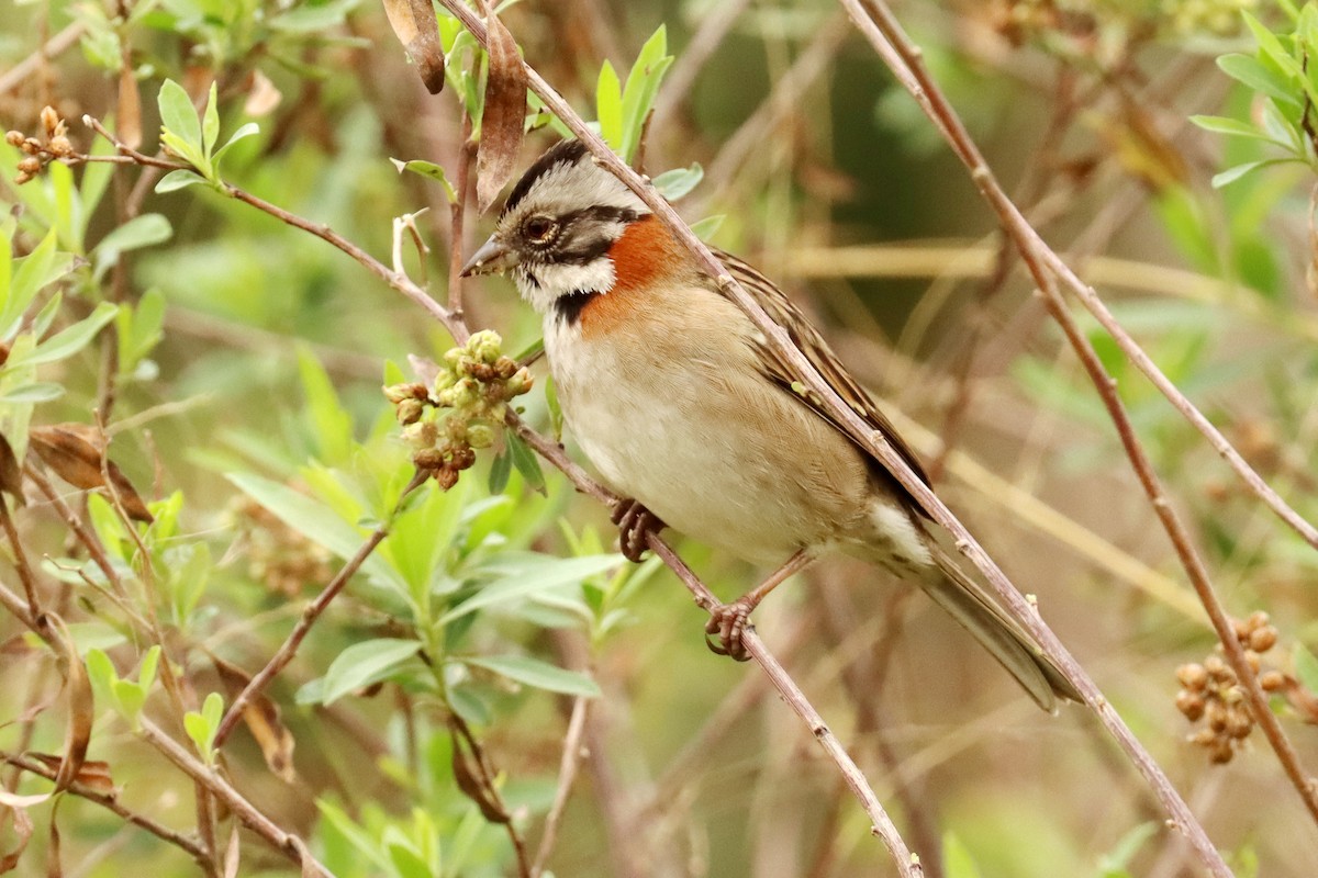 Rufous-collared Sparrow - Miguel Angel Bean