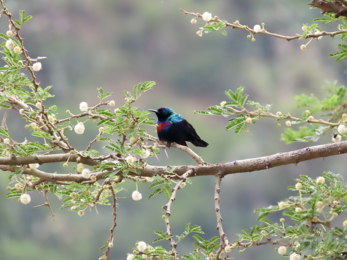 Shining Sunbird (Arabian) - ML620790876