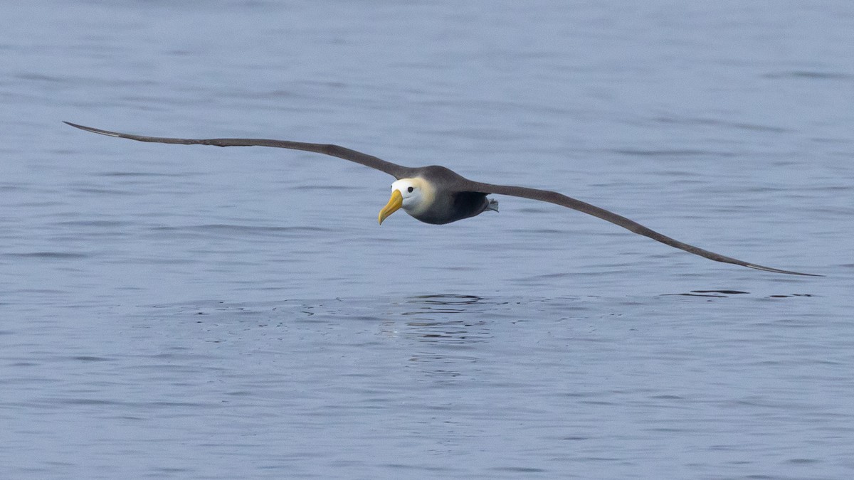 Waved Albatross - ML620790880