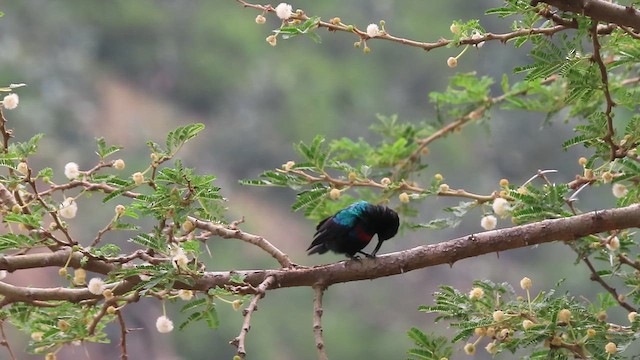 Glanznektarvogel (hellmayri/kinneari) - ML620790881