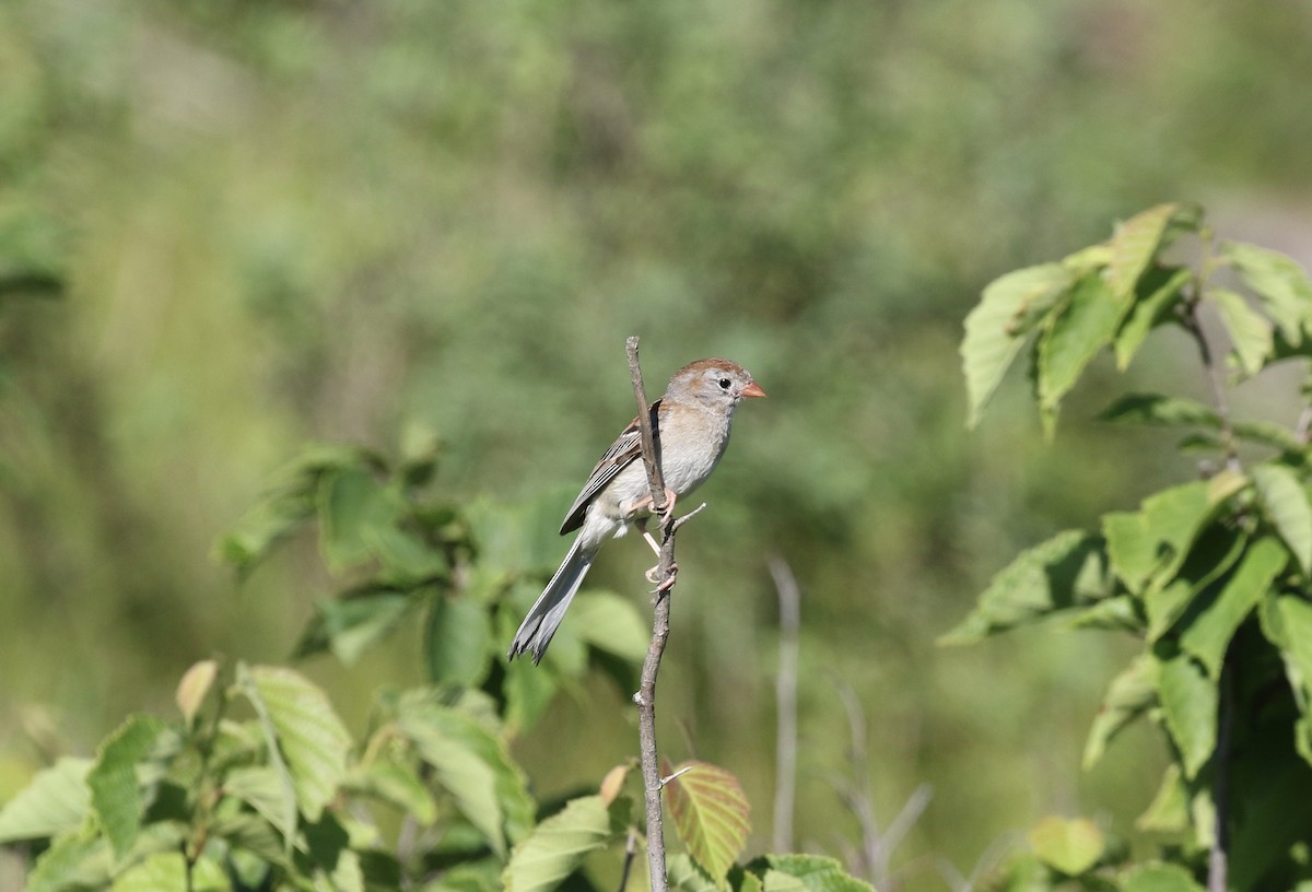 Field Sparrow - ML620790883