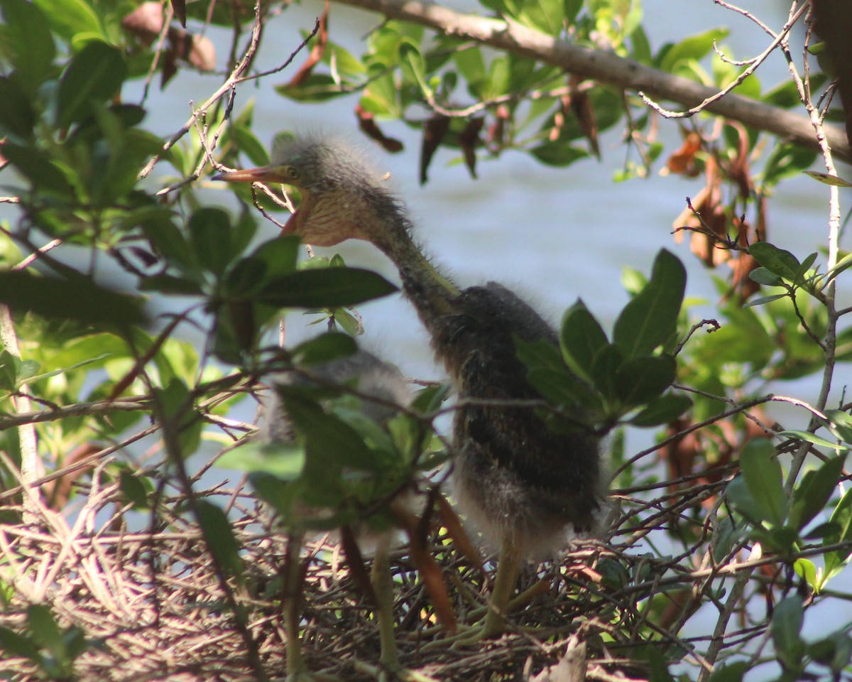 Green Heron - ML620790884