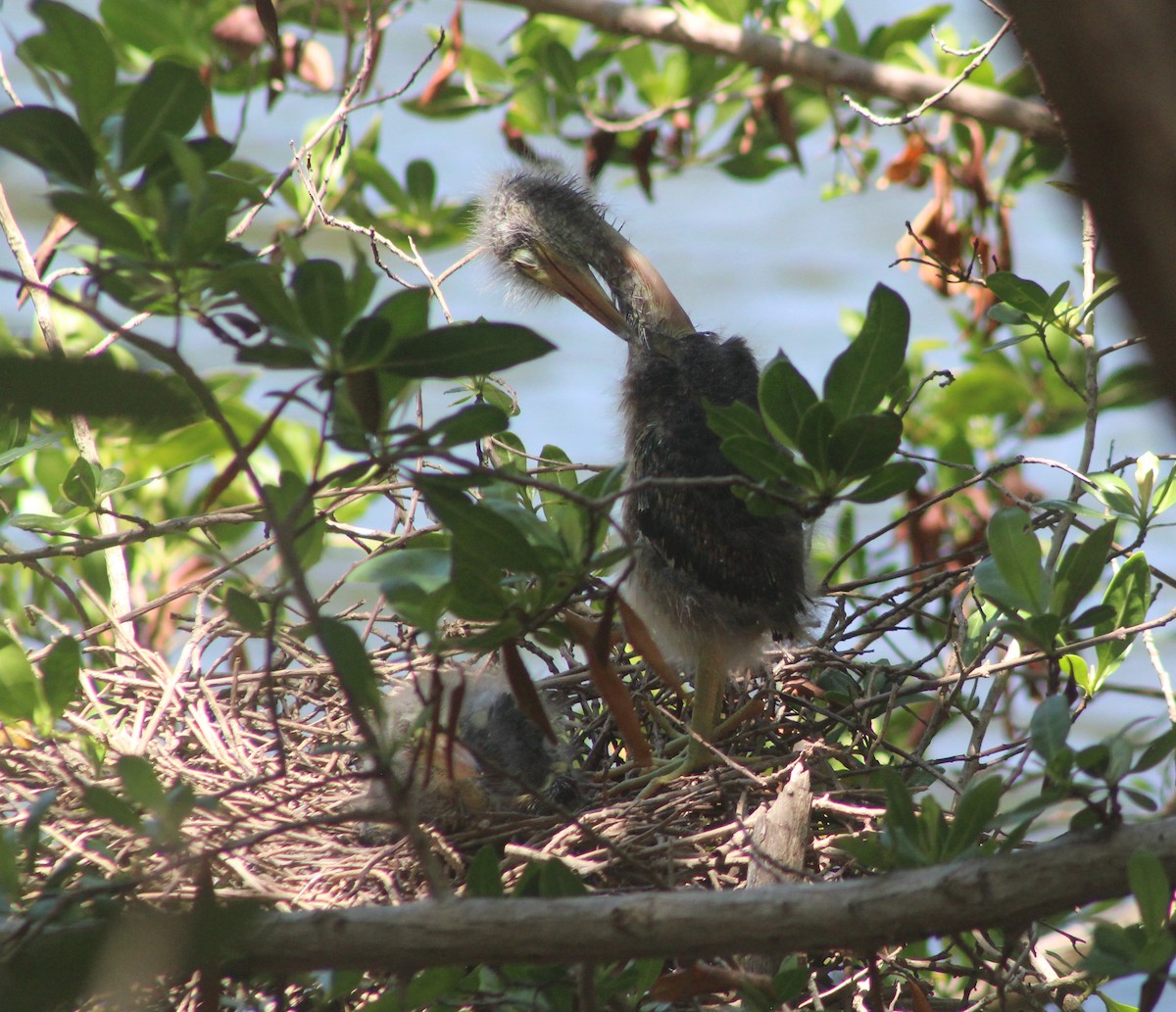 Green Heron - ML620790887