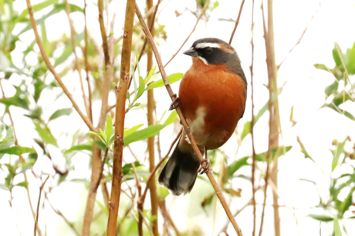 Black-and-rufous Warbling Finch - ML620790888