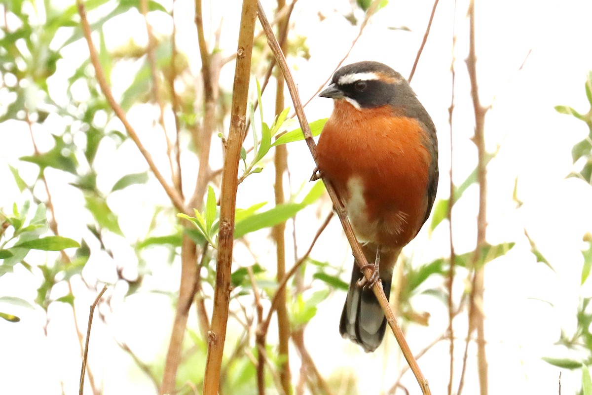 Black-and-rufous Warbling Finch - ML620790889