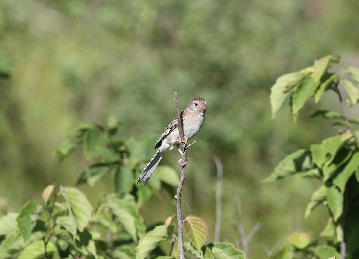 Field Sparrow - ML620790890