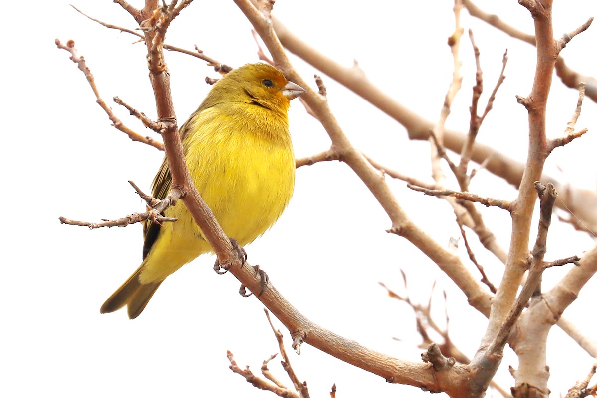 Saffron Finch - ML620790891