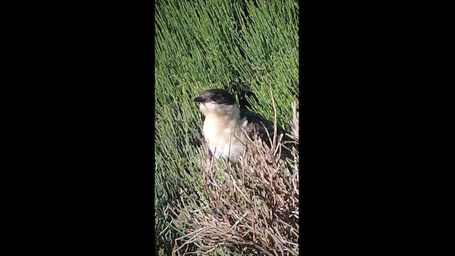 Great Spotted Cuckoo - ML620790894