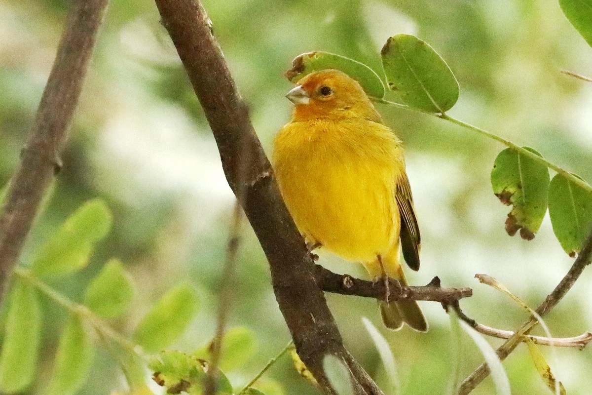 Saffron Finch - ML620790897