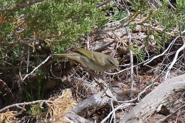 Two-barred Warbler - ML620790900