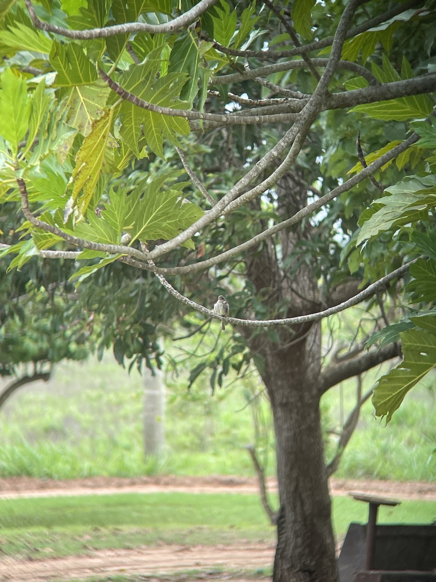 Northern Tropical Pewee - ML620790901