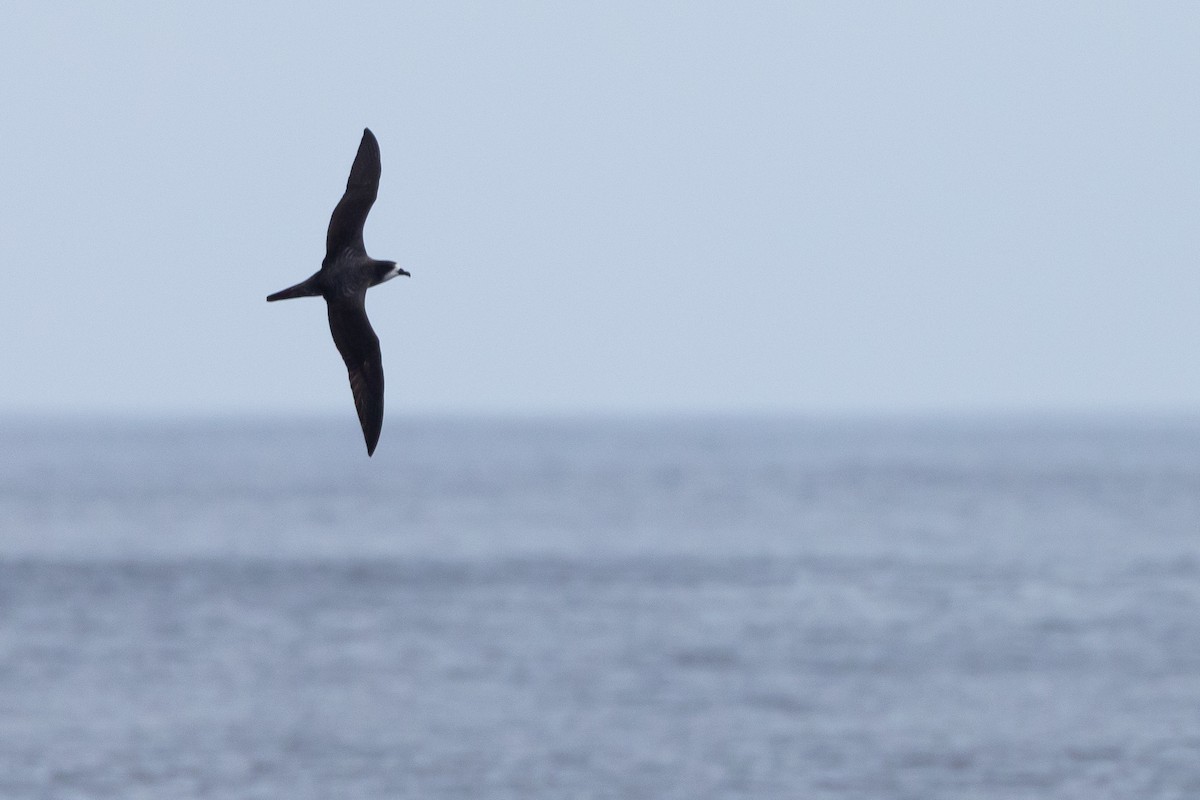 Galapagos Petrel - ML620790904