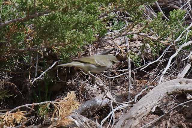 Two-barred Warbler - ML620790906