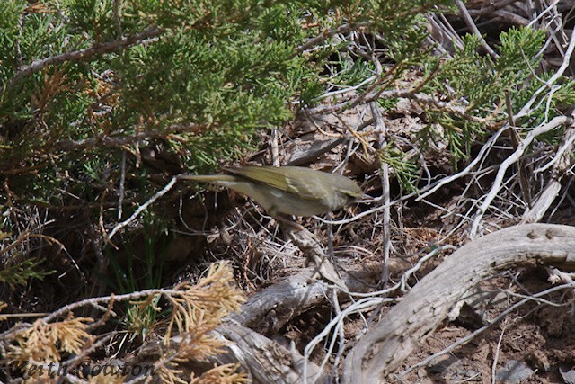 Two-barred Warbler - ML620790907