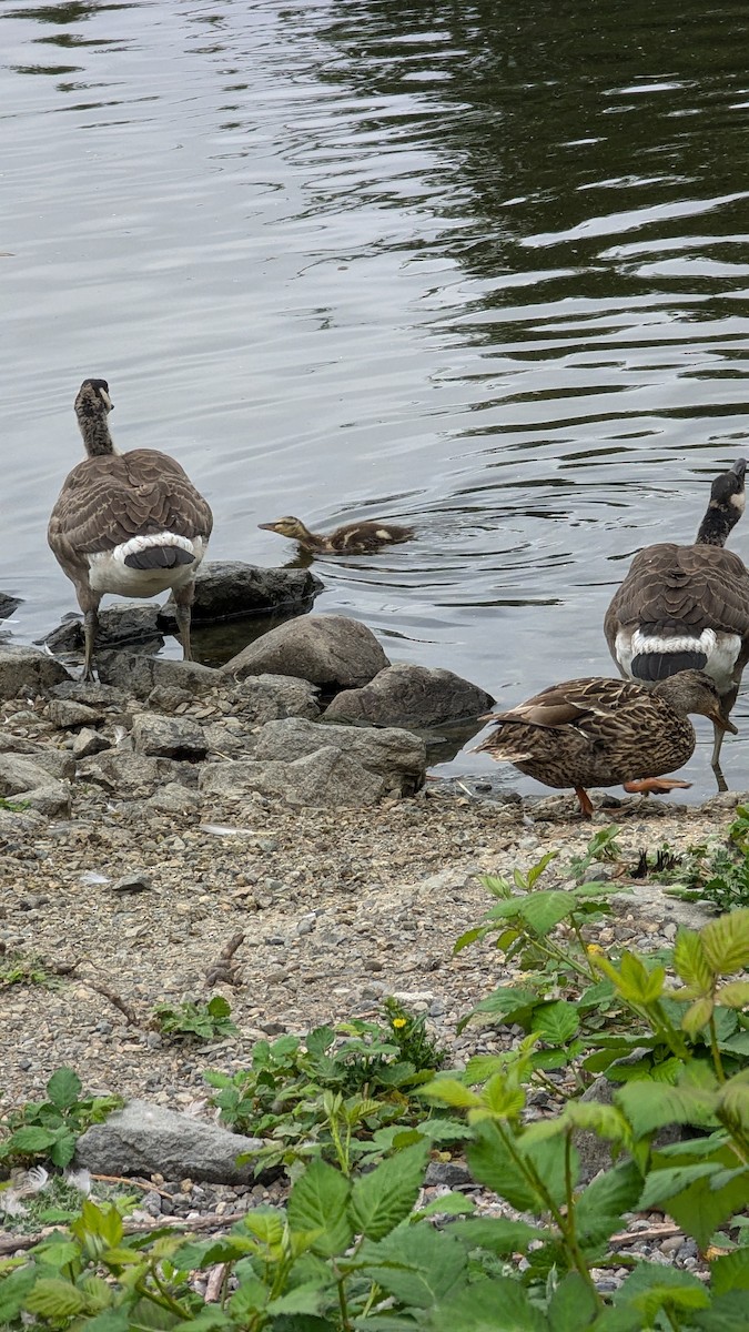 Canada Goose - ML620790909