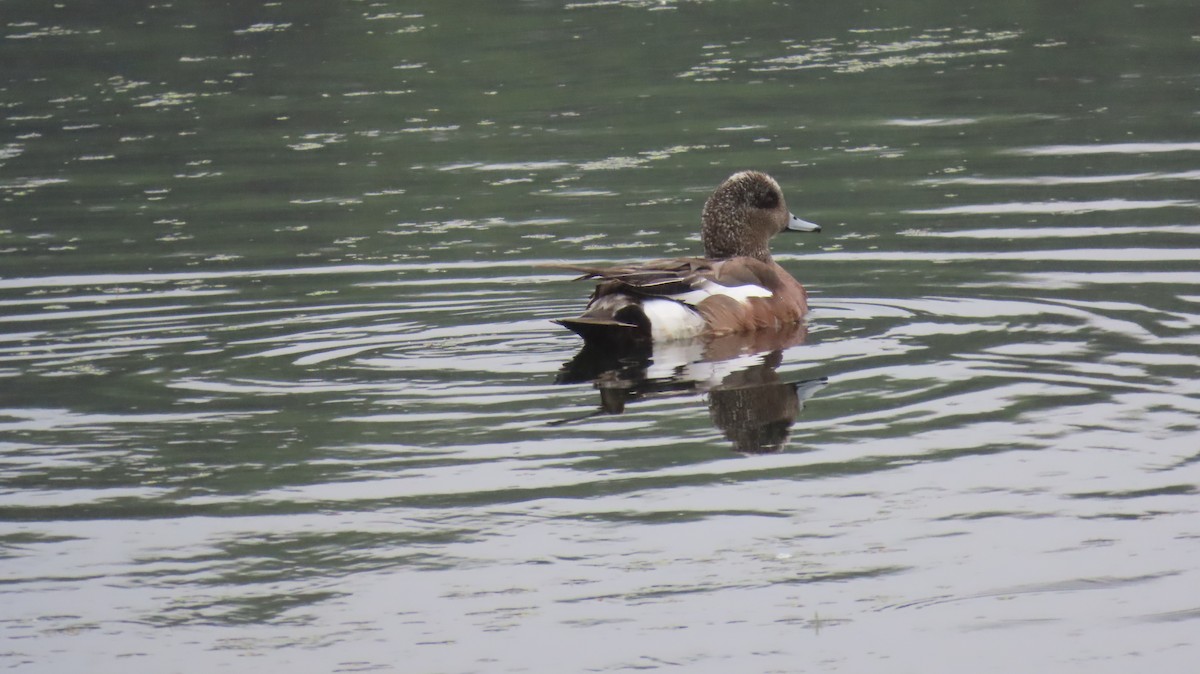 American Wigeon - ML620790910