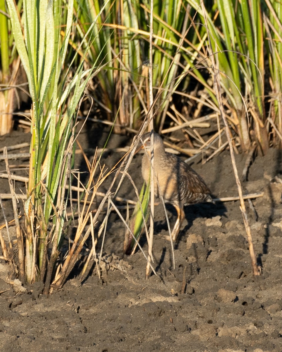 Clapper Rail - ML620790914