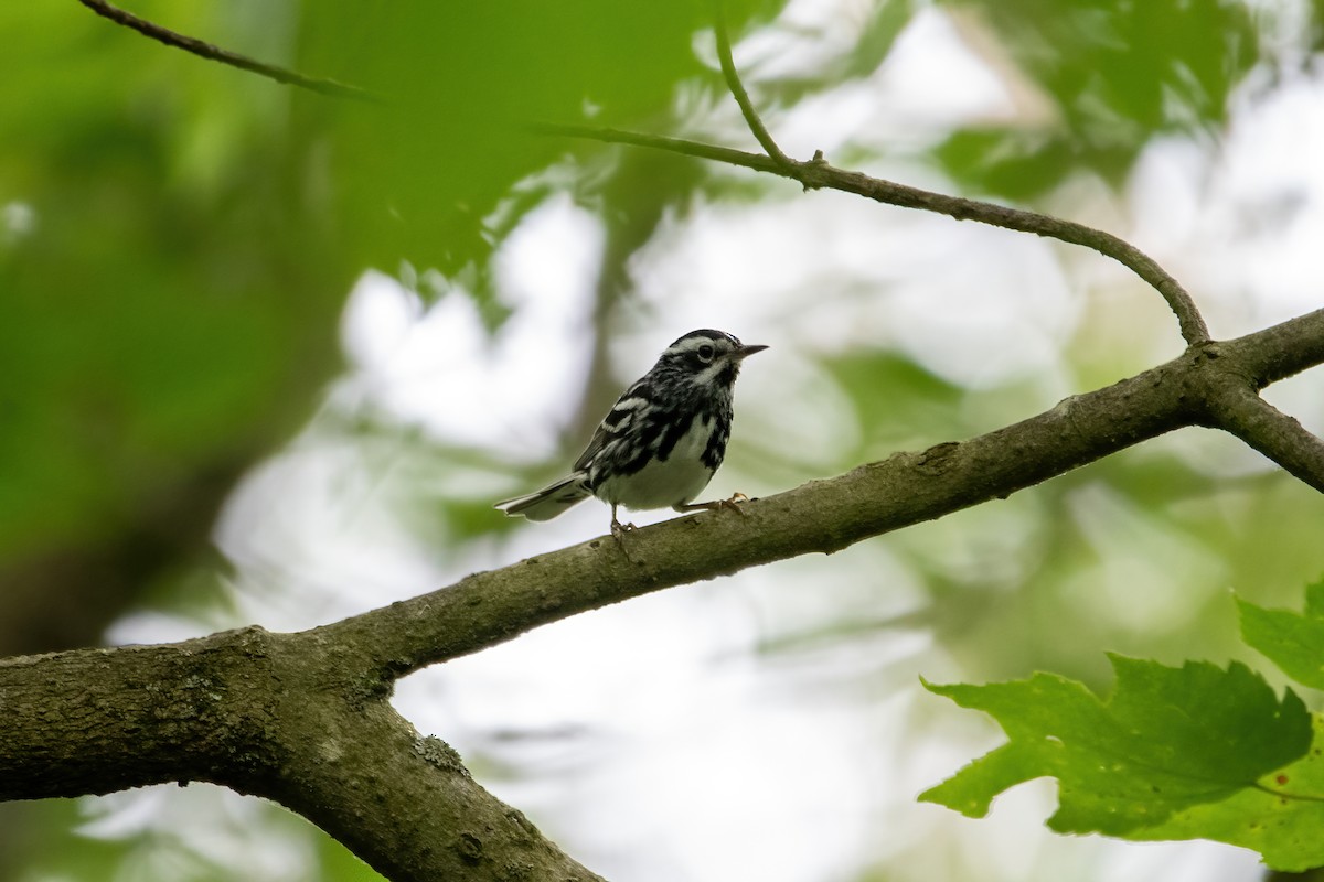 Black-and-white Warbler - ML620790915