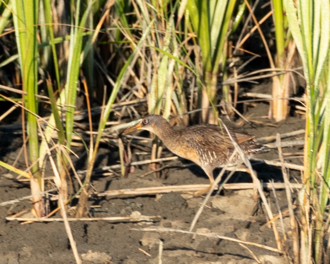 Clapper Rail - ML620790916