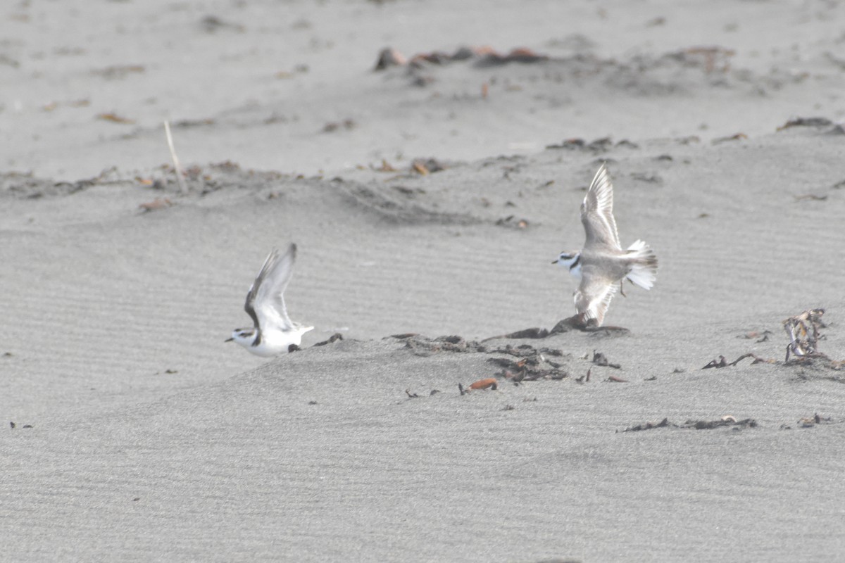 Snowy Plover - ML620790920