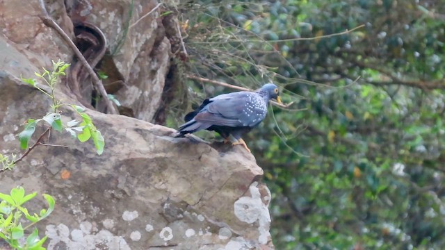 Rameron Pigeon - ML620790923