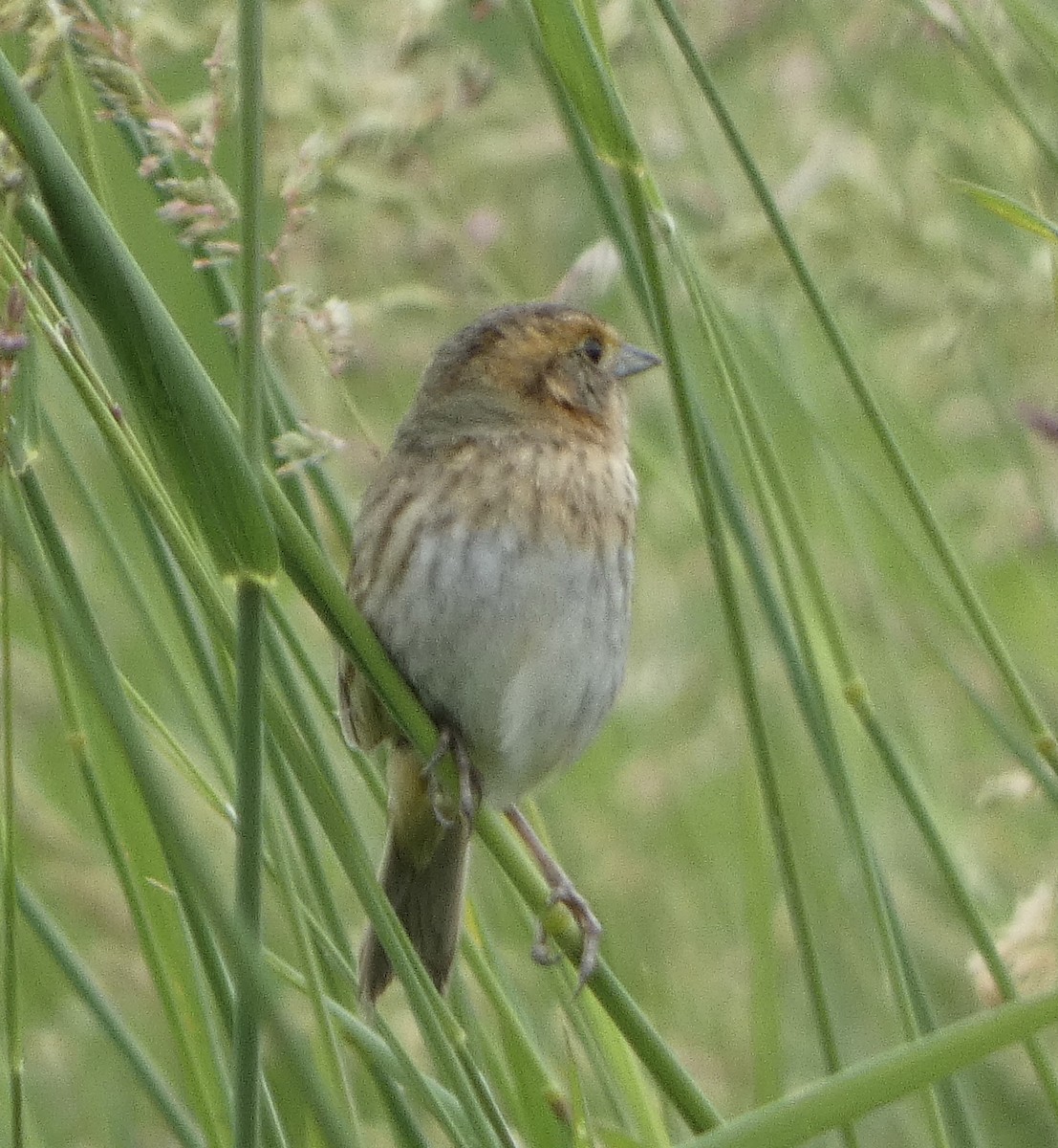 Nelson's Sparrow - ML620790924