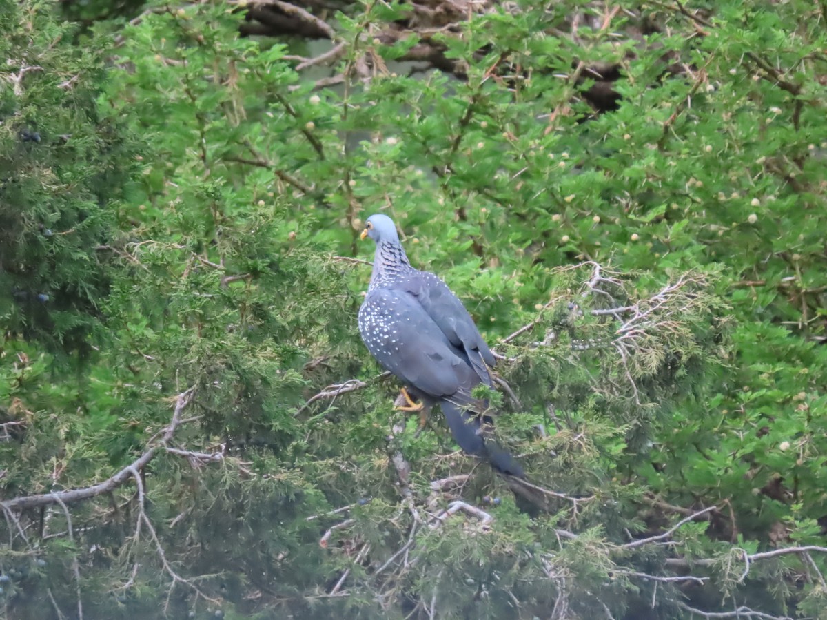 Pigeon rameron - ML620790927