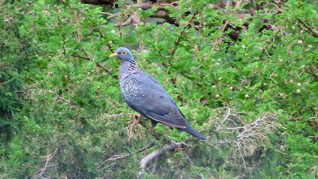 Pigeon rameron - ML620790928