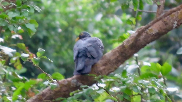 Rameron Pigeon - ML620790929