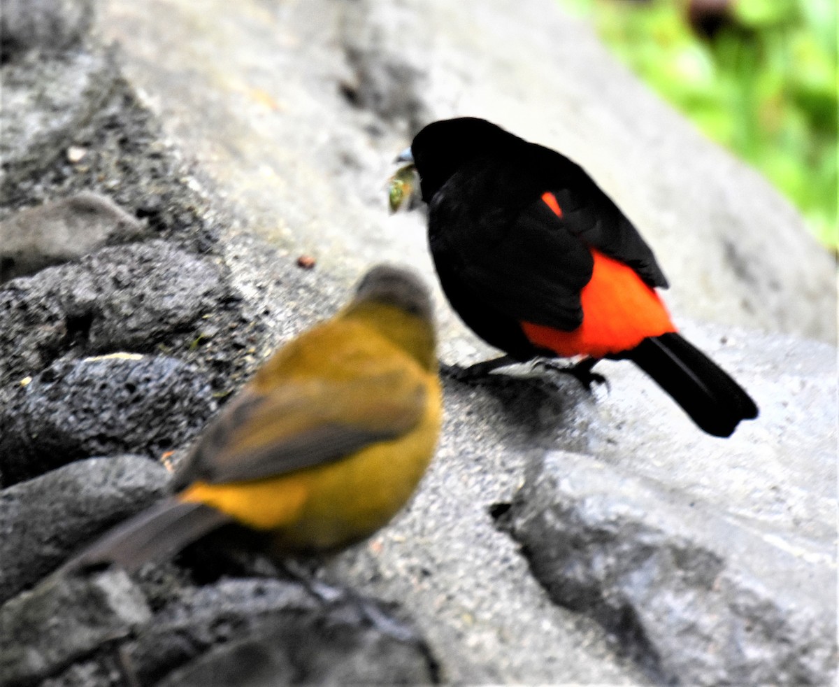 Scarlet-rumped Tanager - ML620790936