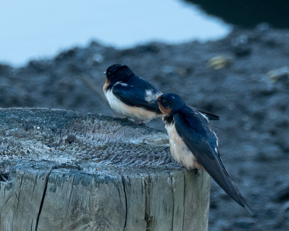 Barn Swallow - ML620790939