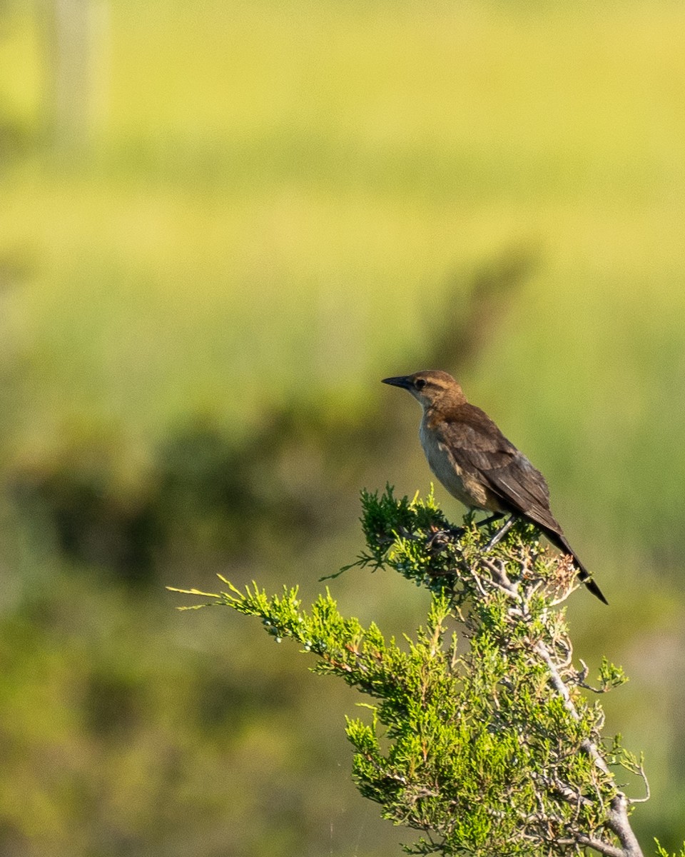 Boat-tailed Grackle - ML620790956