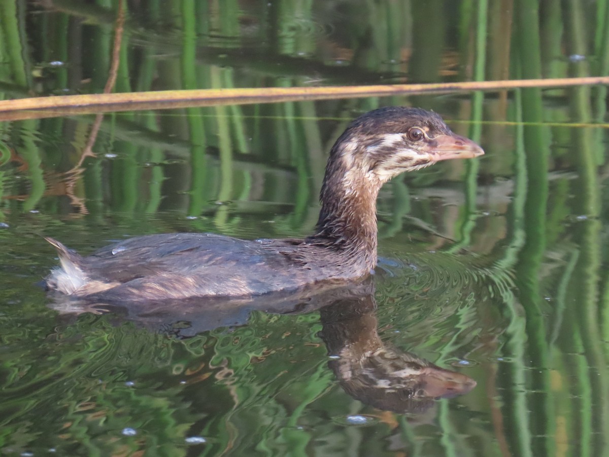 Pied-billed Grebe - ML620790984