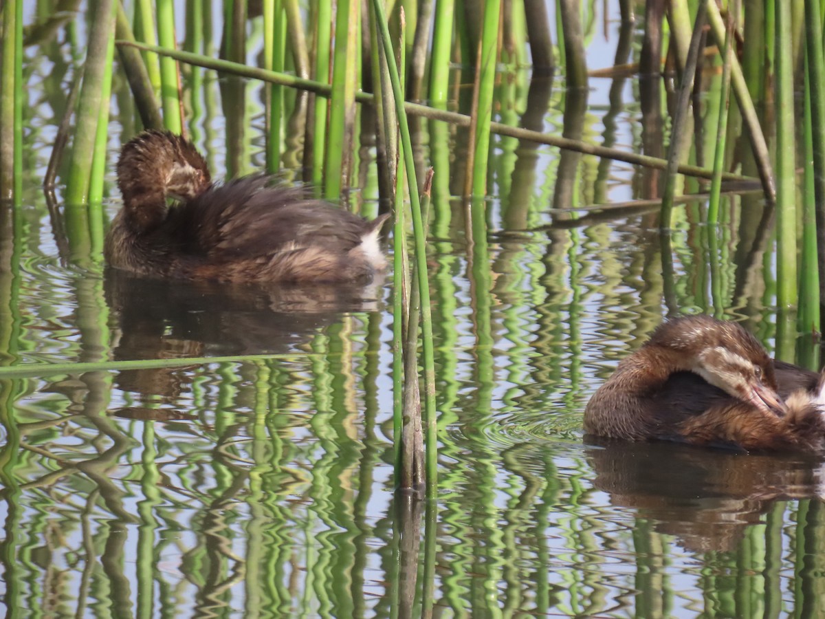 Pied-billed Grebe - ML620790991