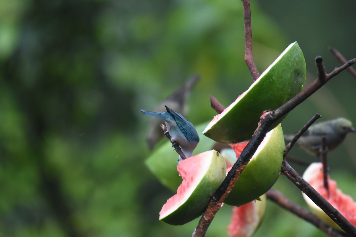 Blue-gray Tanager - ML620790992