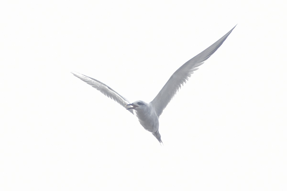 Snowy-crowned Tern - Víctor Hugo Sarabia Sánchez